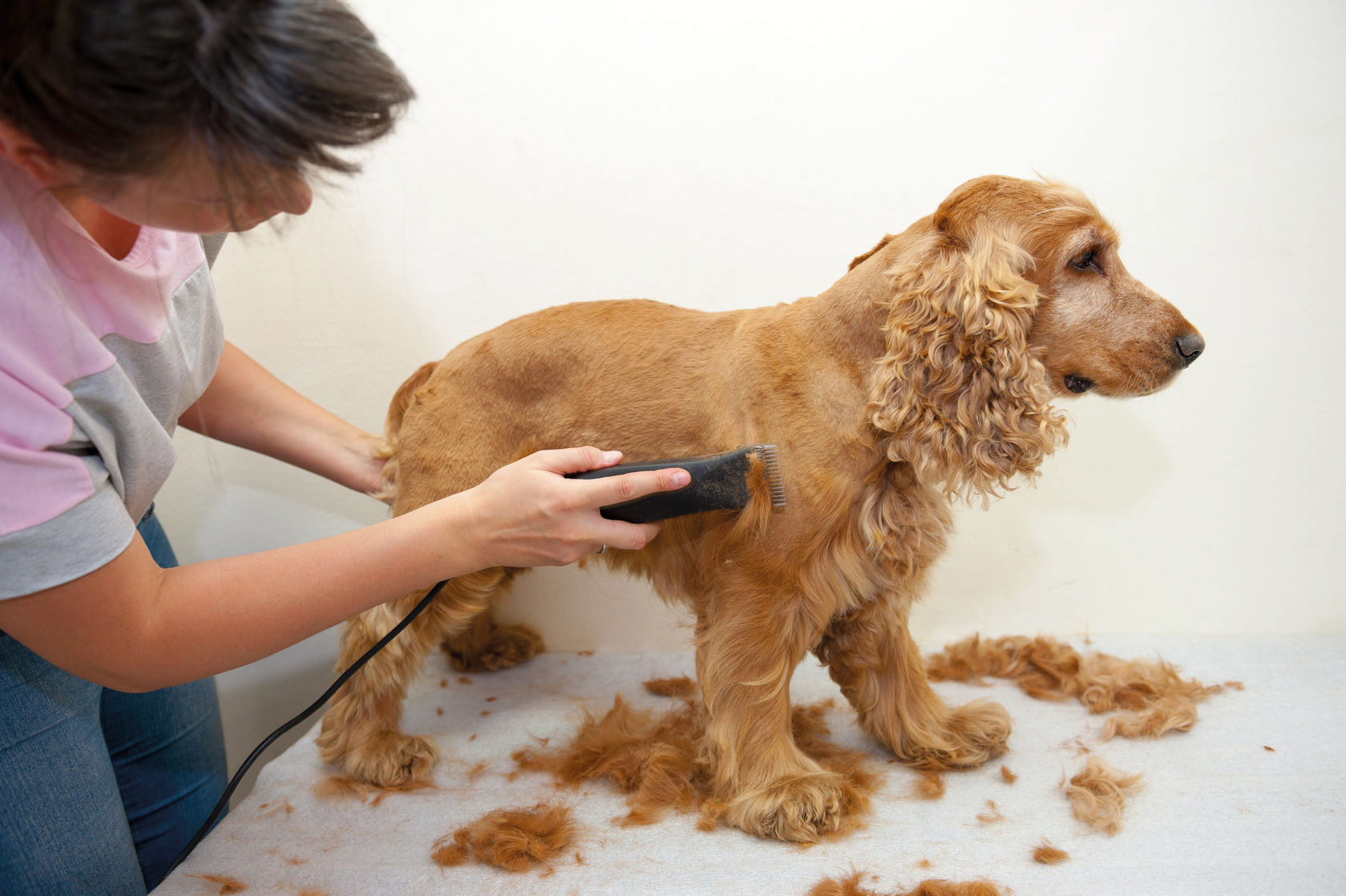 Professionnels du chien et du chat